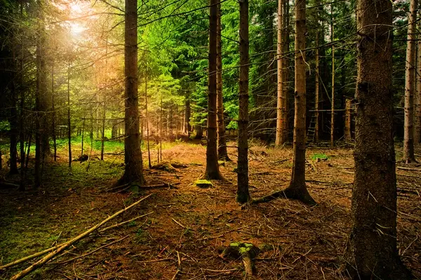 45.922 m² bosgrond (één perceel) - Kostel, Veliko Tarnovo - Bulgarije