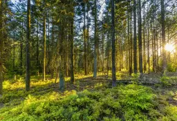 45.922 m² bosgrond (één perceel) - Kostel, Veliko Tarnovo - Bulgarije