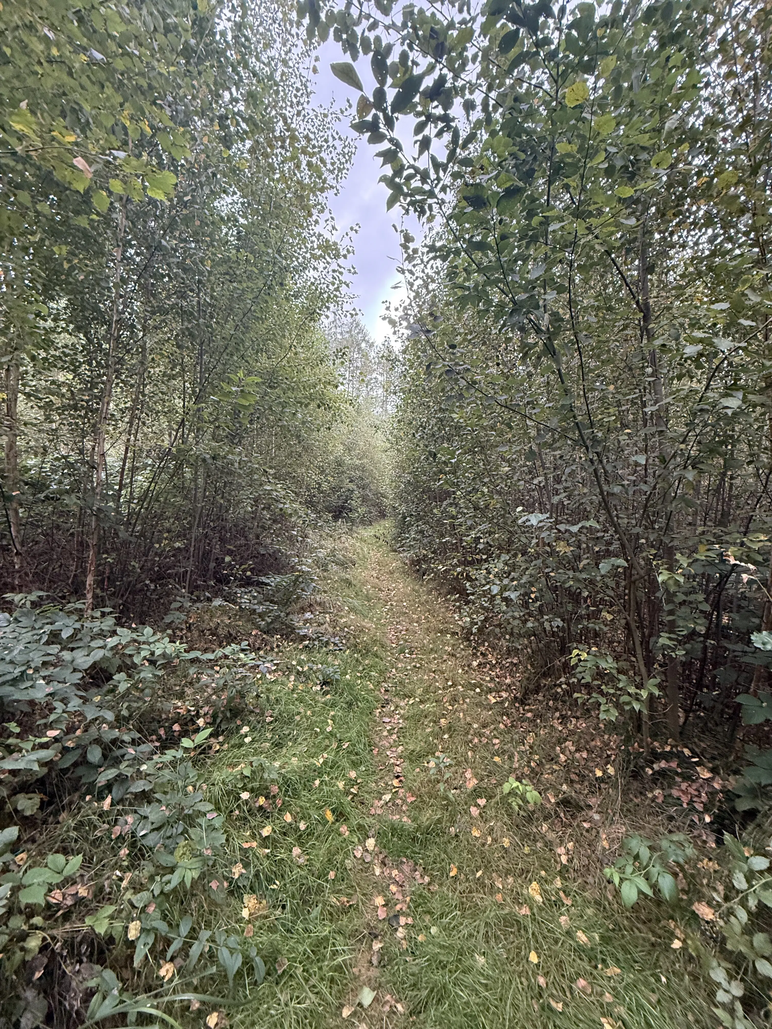 1,5 hectare bosgrond in Waldheim - Duitsland