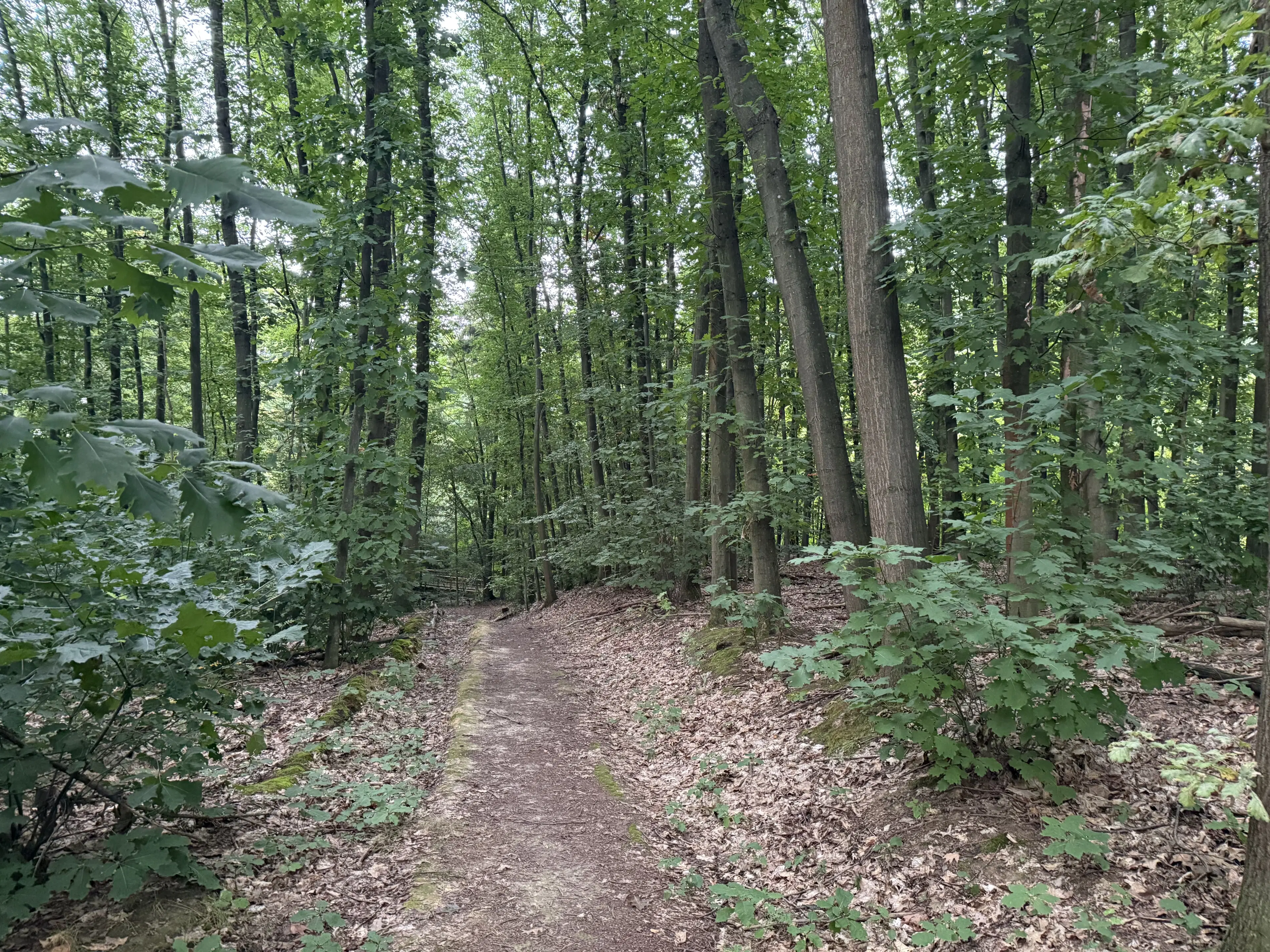 1,5 hectare bosgrond in Waldheim - Duitsland