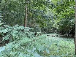 1,5 hectare bosgrond in Waldheim - Duitsland