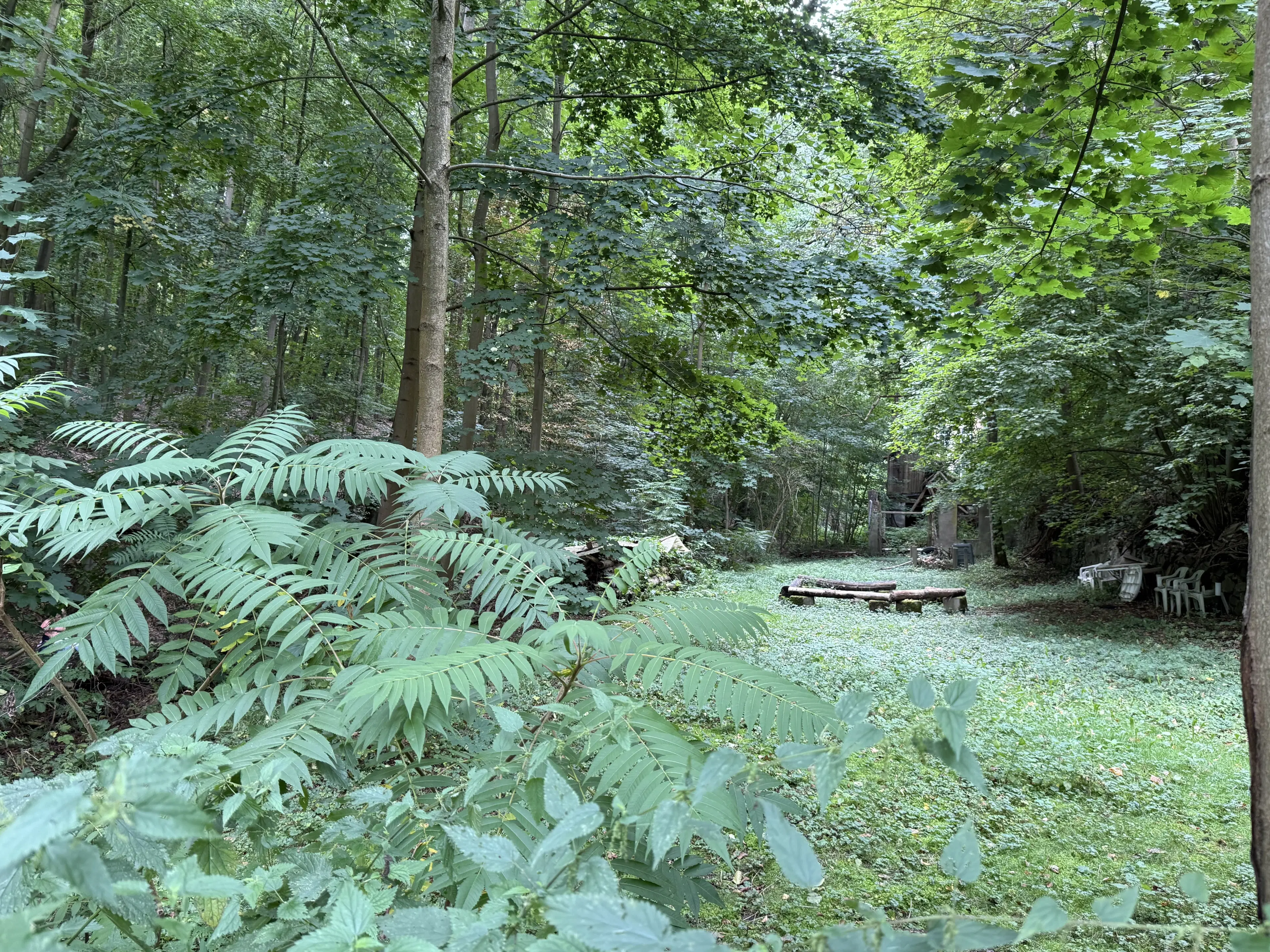 1,5 hectare bosgrond in Waldheim - Duitsland