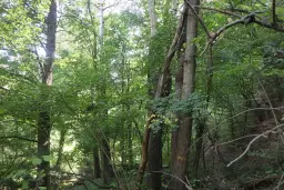 152.460 m² bosgrond in Suhindol, Veliko Tarnovo - Bulgarije