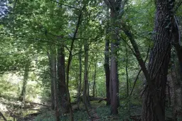 152.460 m² bosgrond in Suhindol, Veliko Tarnovo - Bulgarije