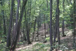 152.460 m² bosgrond in Suhindol, Veliko Tarnovo - Bulgarije