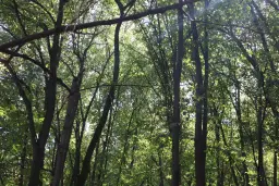 152.460 m² bosgrond in Suhindol, Veliko Tarnovo - Bulgarije