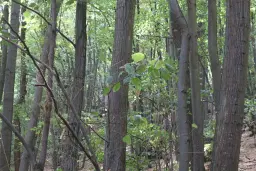 152.460 m² bosgrond in Suhindol, Veliko Tarnovo - Bulgarije