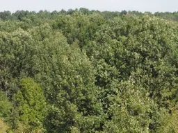 152.460 m² bosgrond in Suhindol, Veliko Tarnovo - Bulgarije