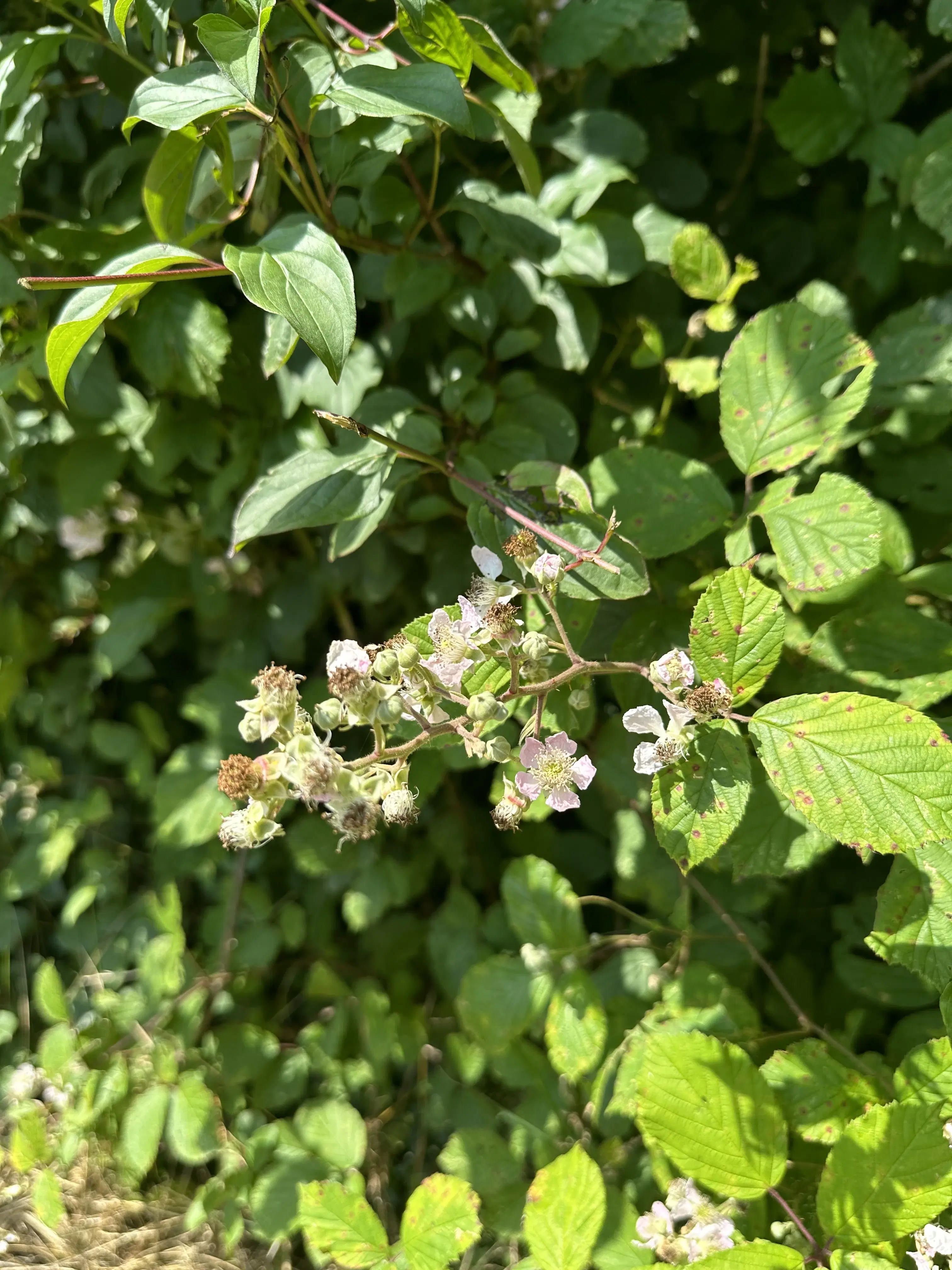 3 percelen van totaal 604 m² in Cochem - Duitsland