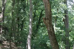 152.460 m² bosgrond in Suhindol, Veliko Tarnovo - Bulgarije