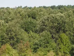 152.460 m² bosgrond in Suhindol, Veliko Tarnovo - Bulgarije