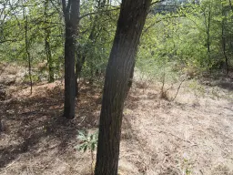 Schilderachtig bosgebied nabij water van 2.600 m² in Poletkovsti, Vidin - Bulgarije