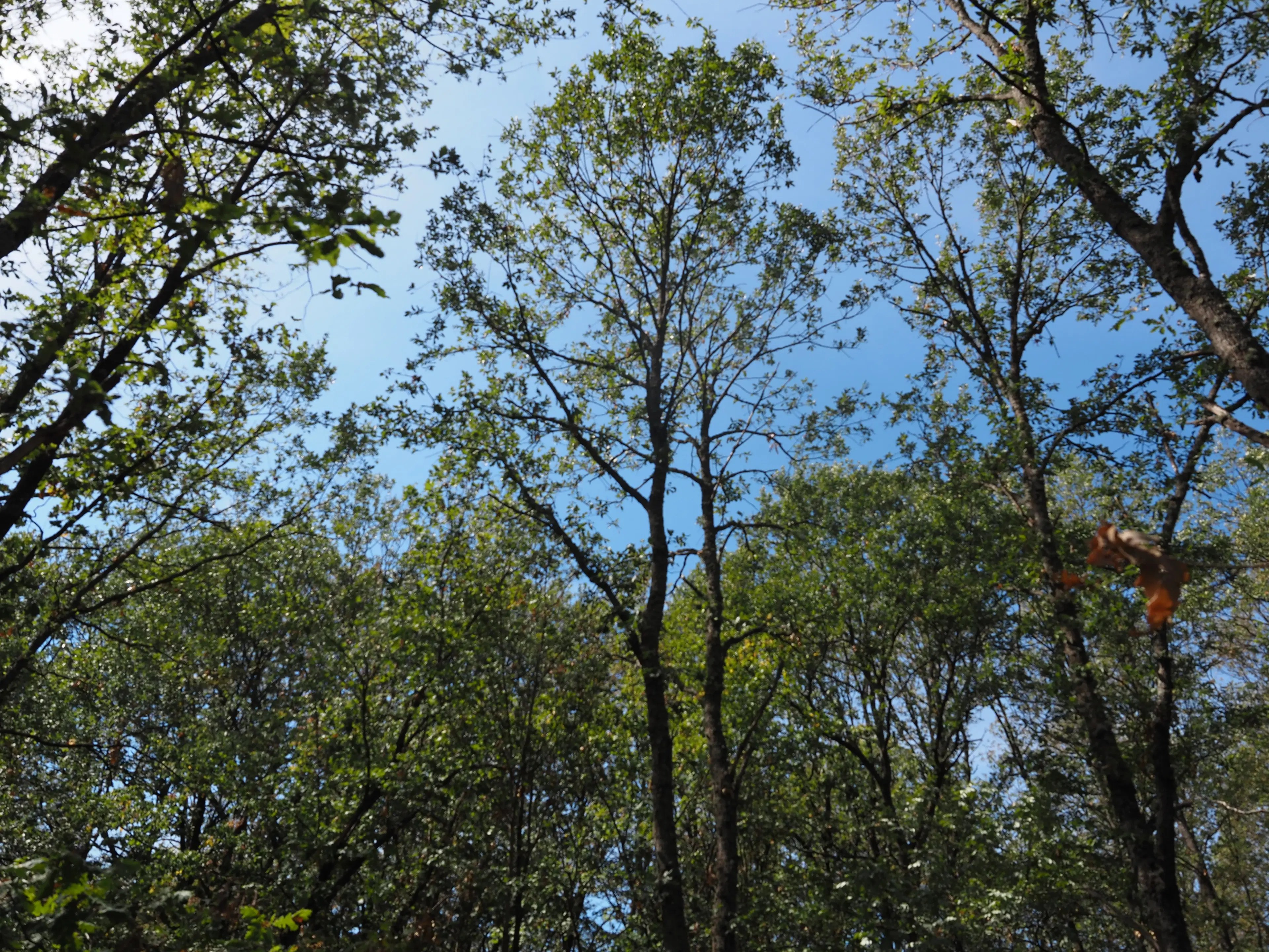 Schilderachtig bosgebied nabij water van 2.600 m² in Poletkovsti, Vidin - Bulgarije