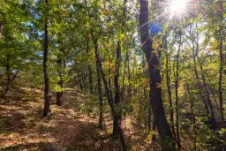 45.863 m² bosgrond in Brankovtsi, Vidin - Bulgarije