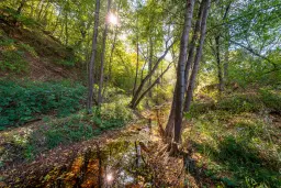 45.863 m² bosgrond in Brankovtsi, Vidin - Bulgarije