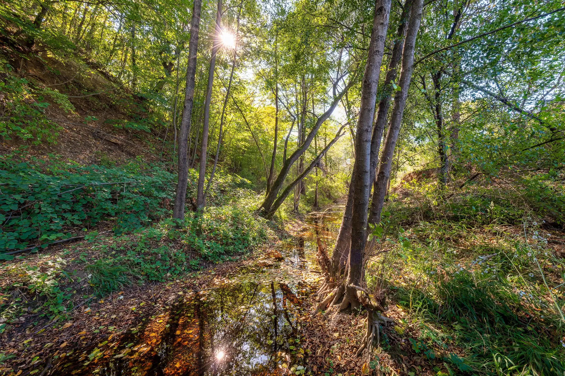 45.863 m² bosgrond in Brankovtsi, Vidin - Bulgarije