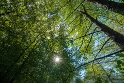 45.863 m² bosgrond in Brankovtsi, Vidin - Bulgarije