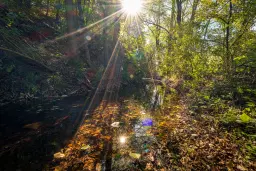 45.863 m² bosgrond in Brankovtsi, Vidin - Bulgarije