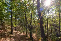 45.863 m² bosgrond in Brankovtsi, Vidin - Bulgarije