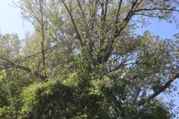 113.324 m² loofbos in Gorno Ozirovo, Varshets Montana - Bulgarije