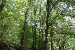 113.324 m² loofbos in Gorno Ozirovo, Varshets Montana - Bulgarije