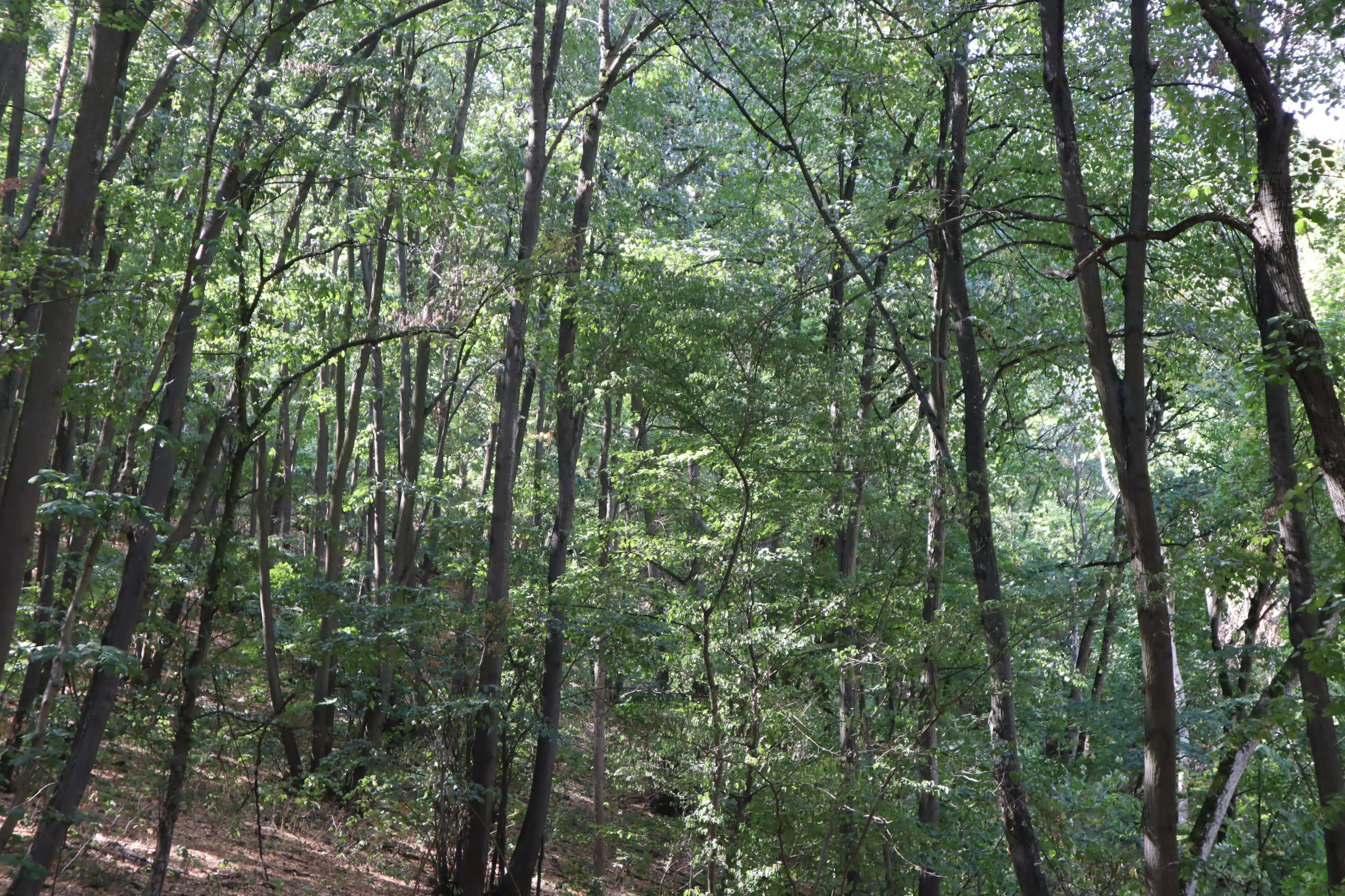 113.324 m² loofbos in Gorno Ozirovo, Varshets Montana - Bulgarije