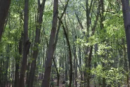 113.324 m² loofbos in Gorno Ozirovo, Varshets Montana - Bulgarije