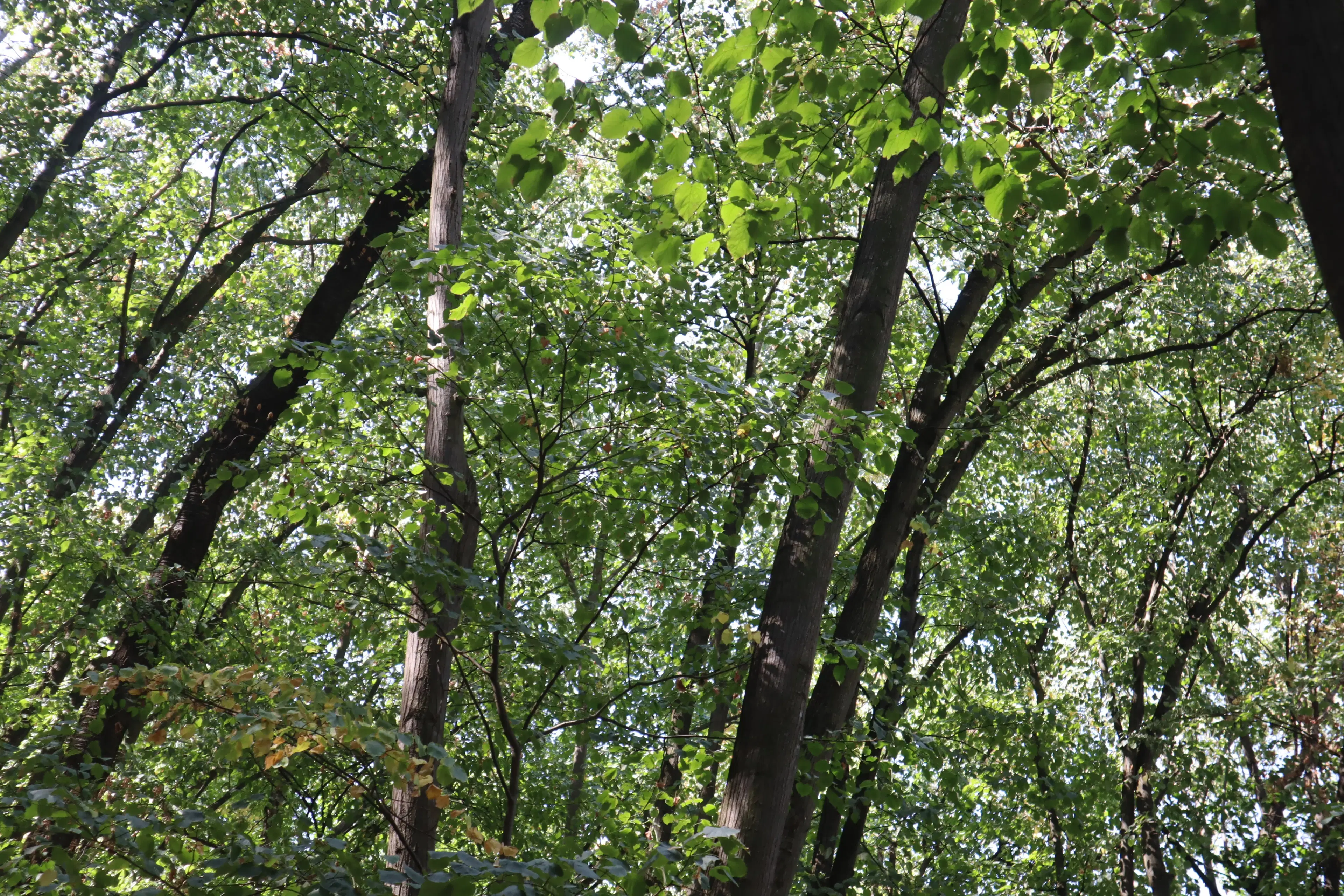 Schilderachtig bosgebied nabij water van 2.600 m² in Poletkovsti, Vidin - Bulgarije