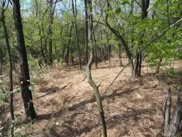 Schilderachtig bosgebied nabij water van 2.600 m² in Poletkovsti, Vidin - Bulgarije