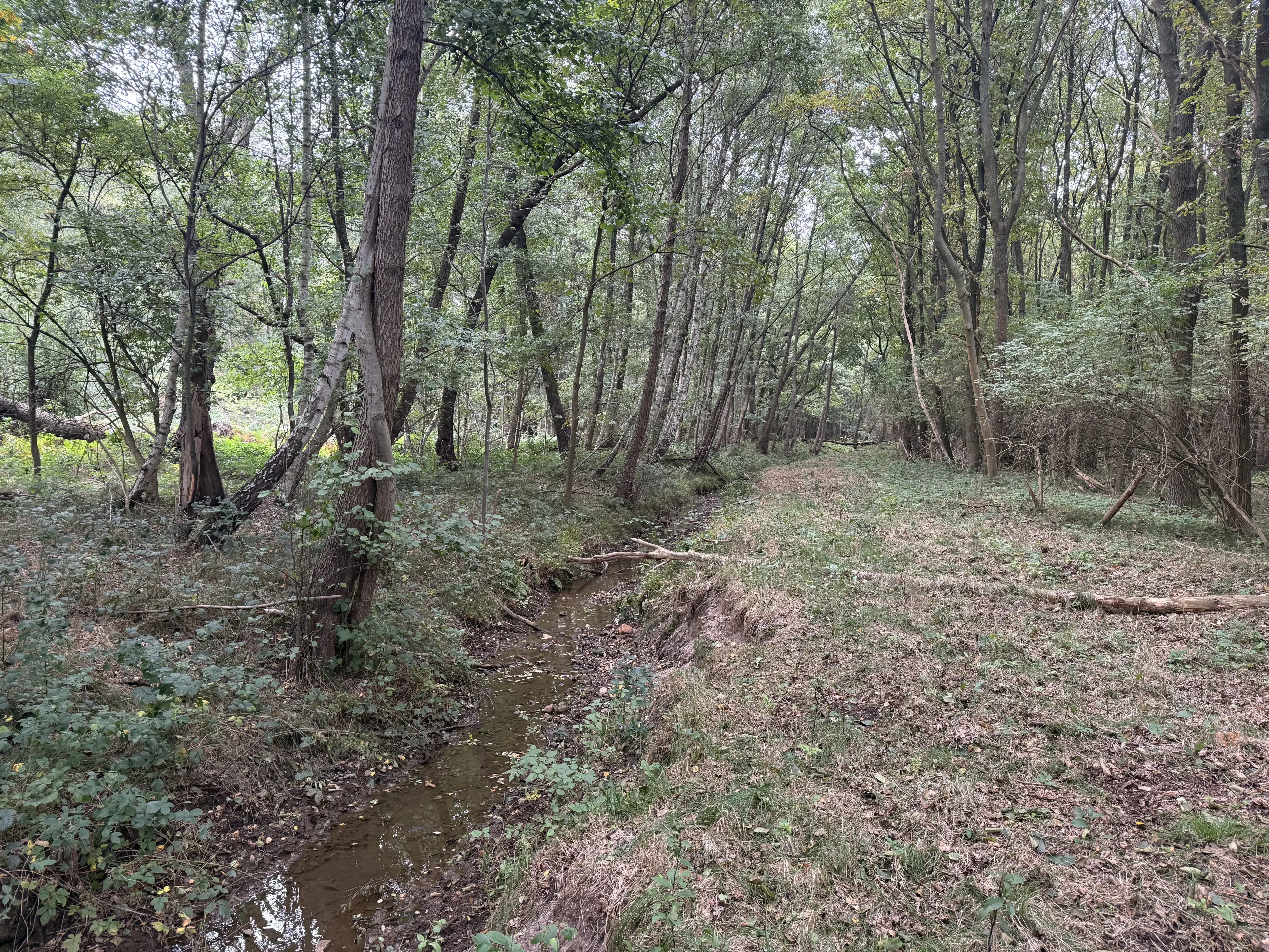Perceel van 1.6 ha bij het water nabij Bad Schmiedeberg - Duitsland