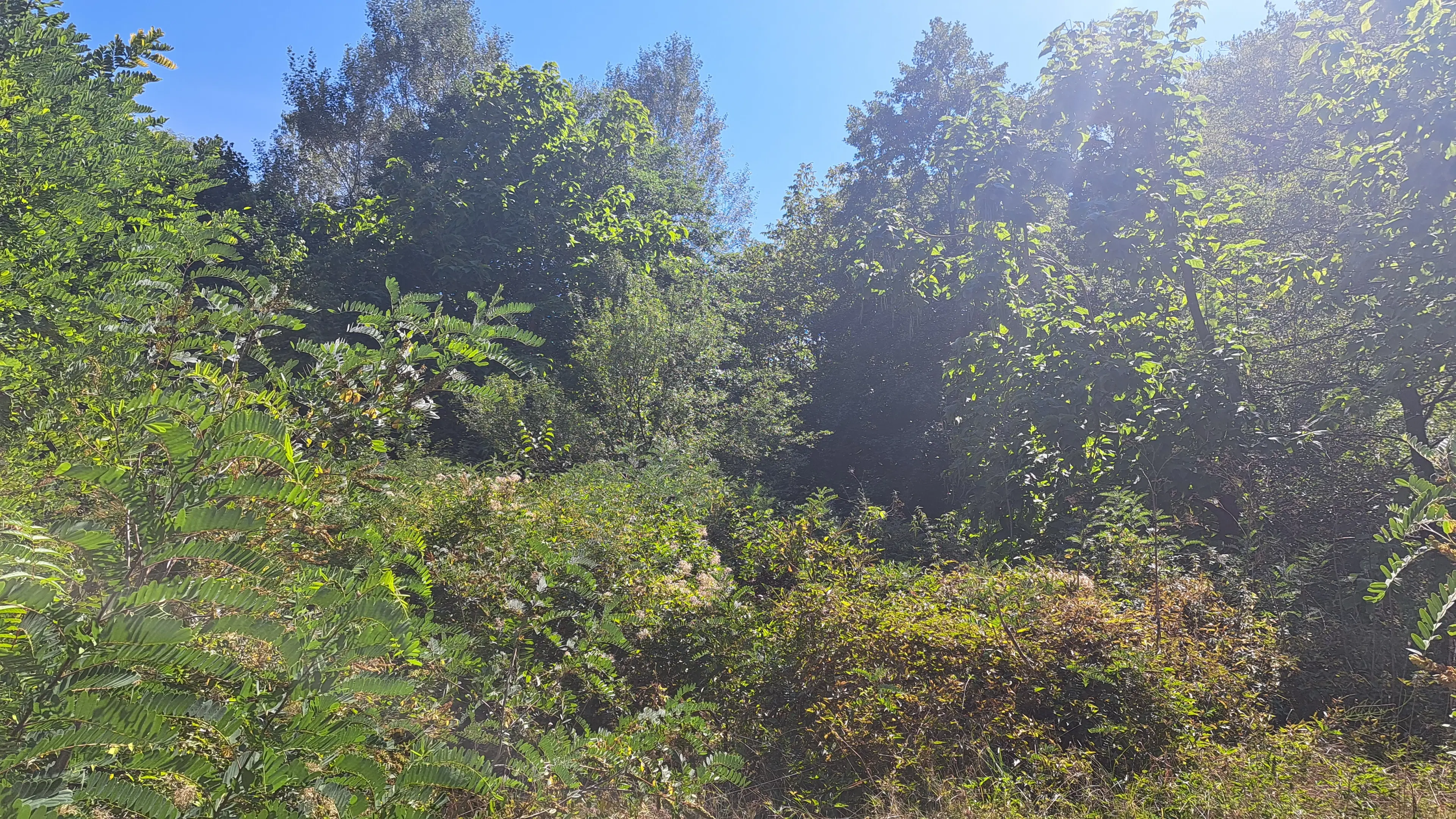 113.324 m² loofbos in Gorno Ozirovo, Varshets Montana - Bulgarije