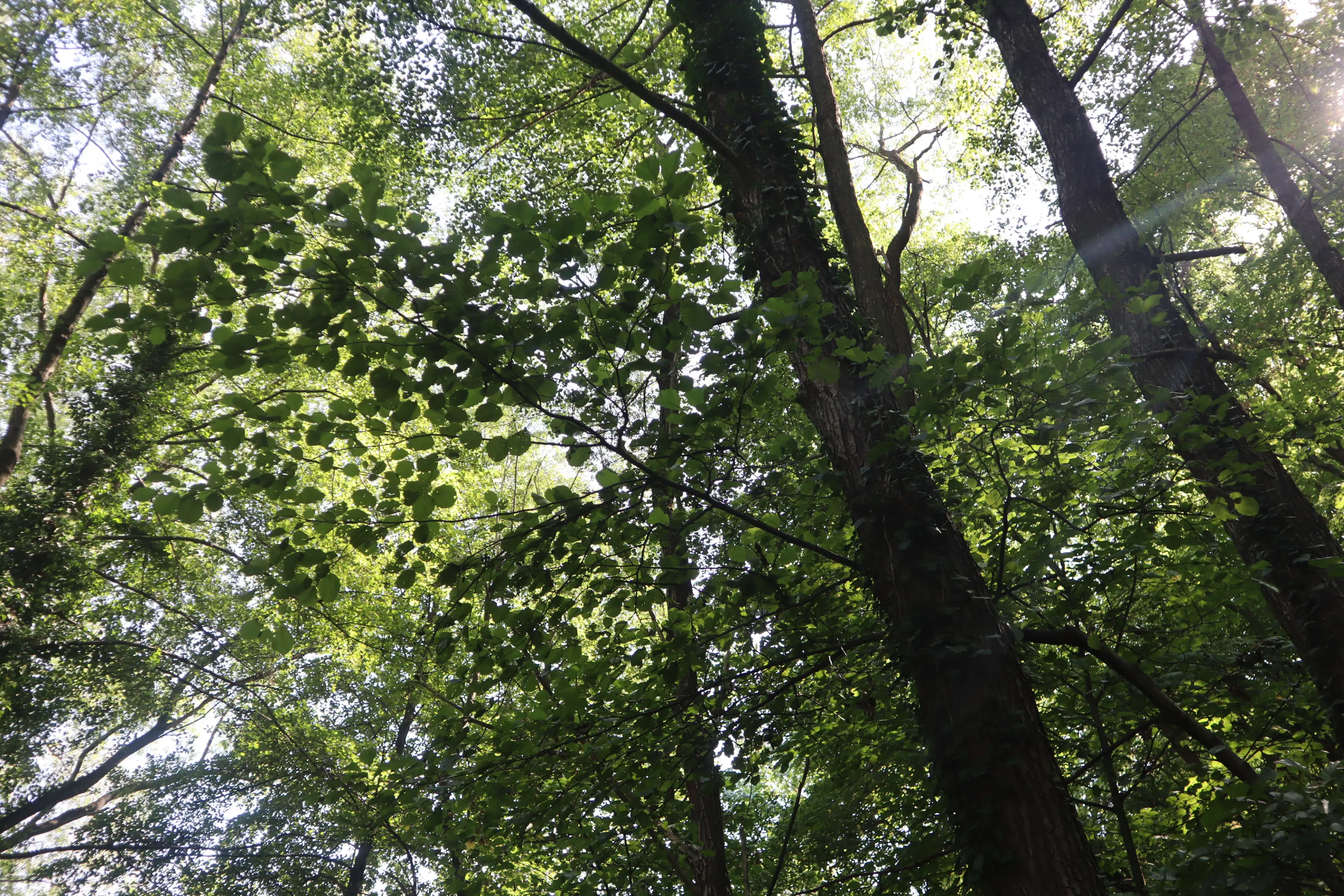 113.324 m² loofbos in Gorno Ozirovo, Varshets Montana - Bulgarije