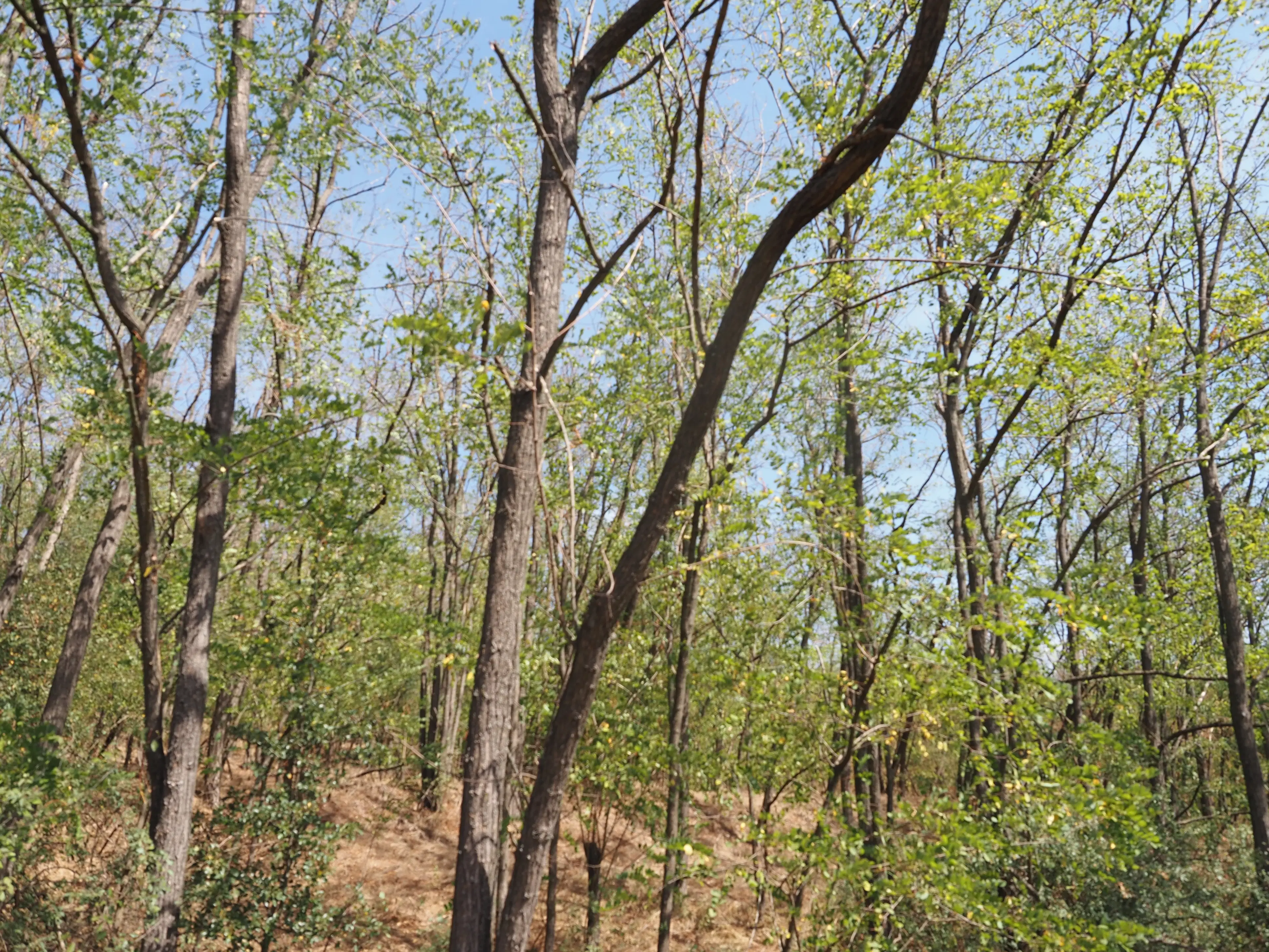 113.324 m² loofbos in Gorno Ozirovo, Varshets Montana - Bulgarije