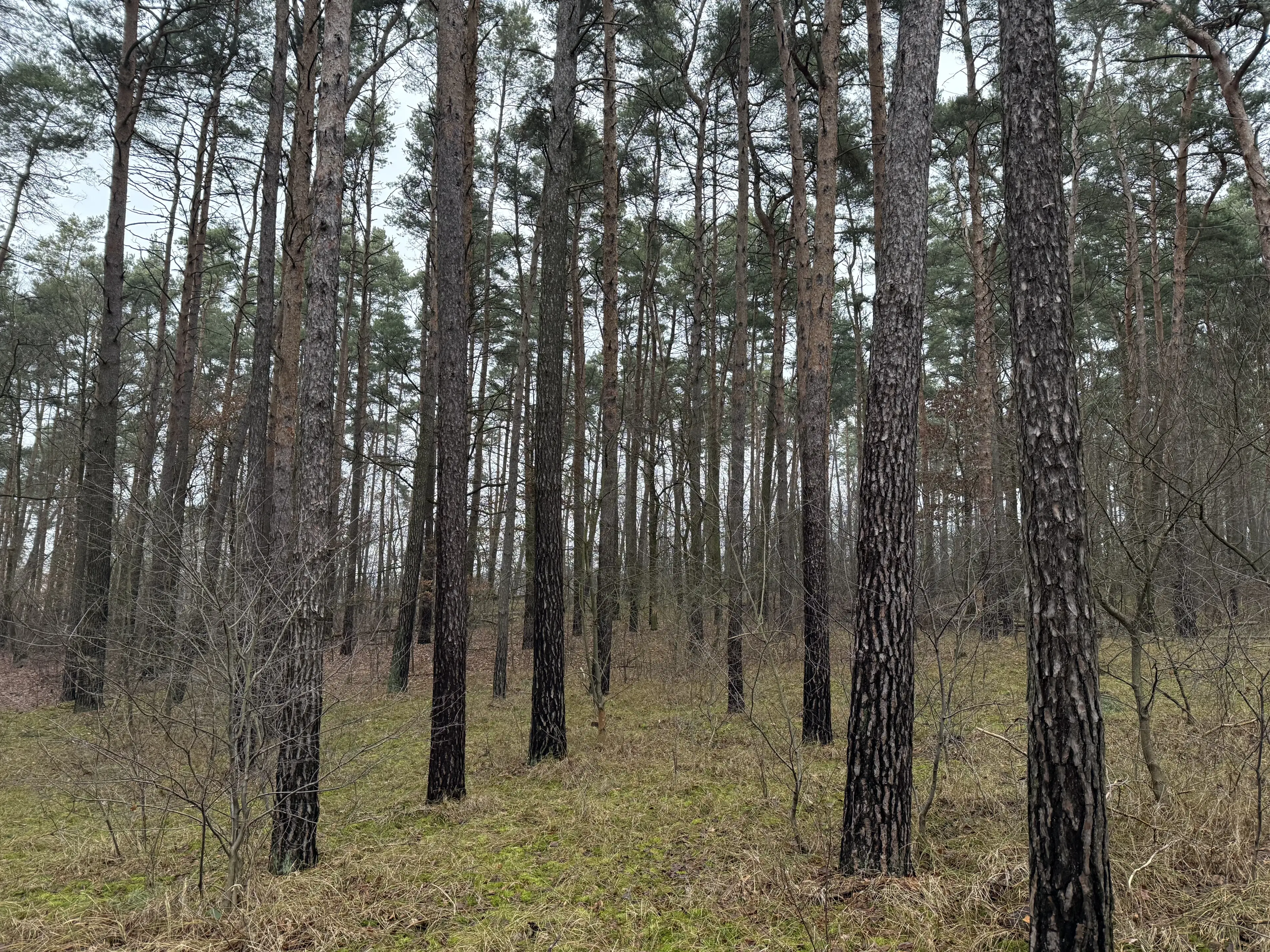 Eigendomsperceel van ca. 1.35 ha nabij de Elbe, Pretzsch - Duitsland