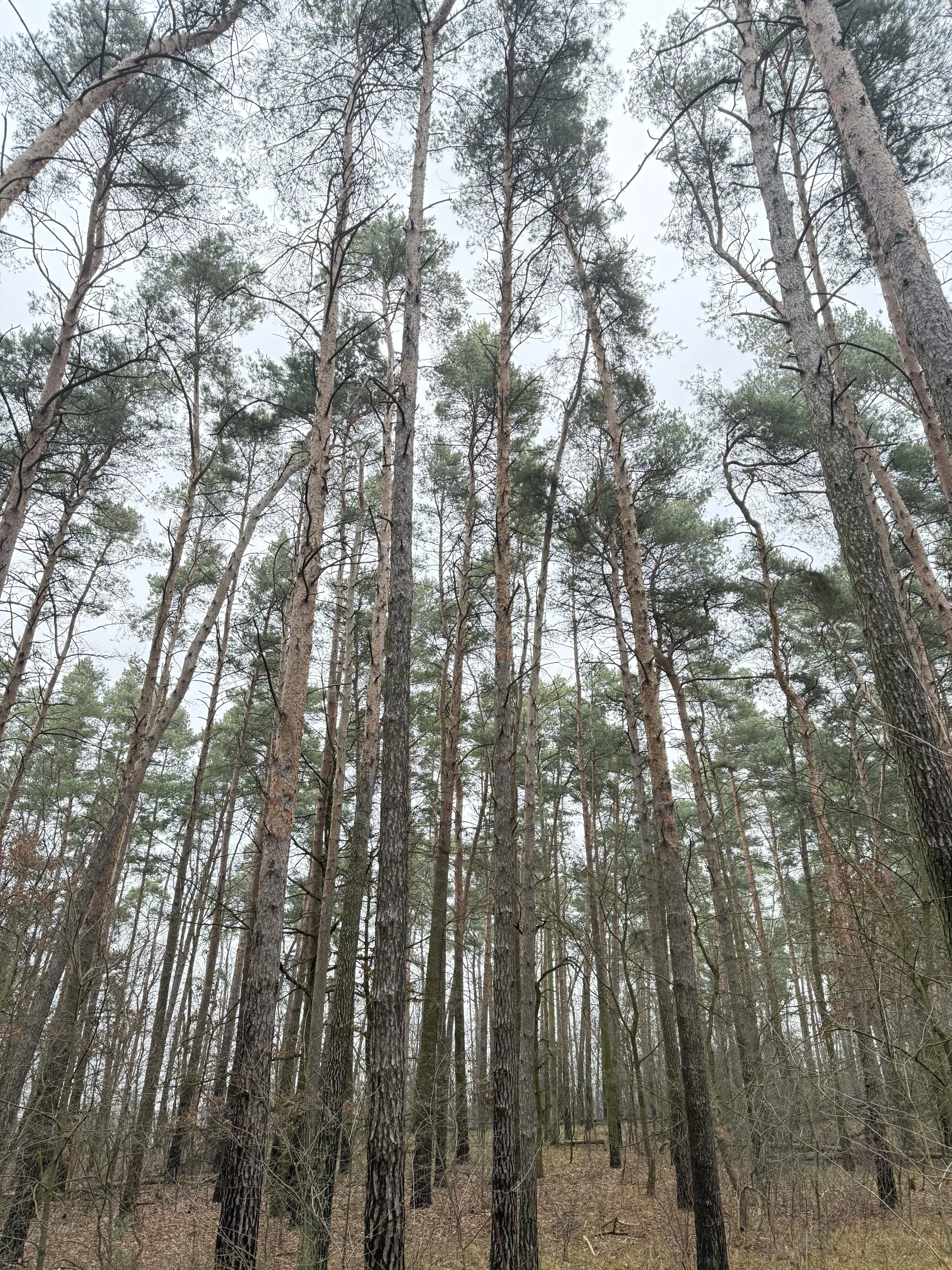 Eigendomsperceel van ca. 1.35 ha nabij de Elbe, Pretzsch - Duitsland