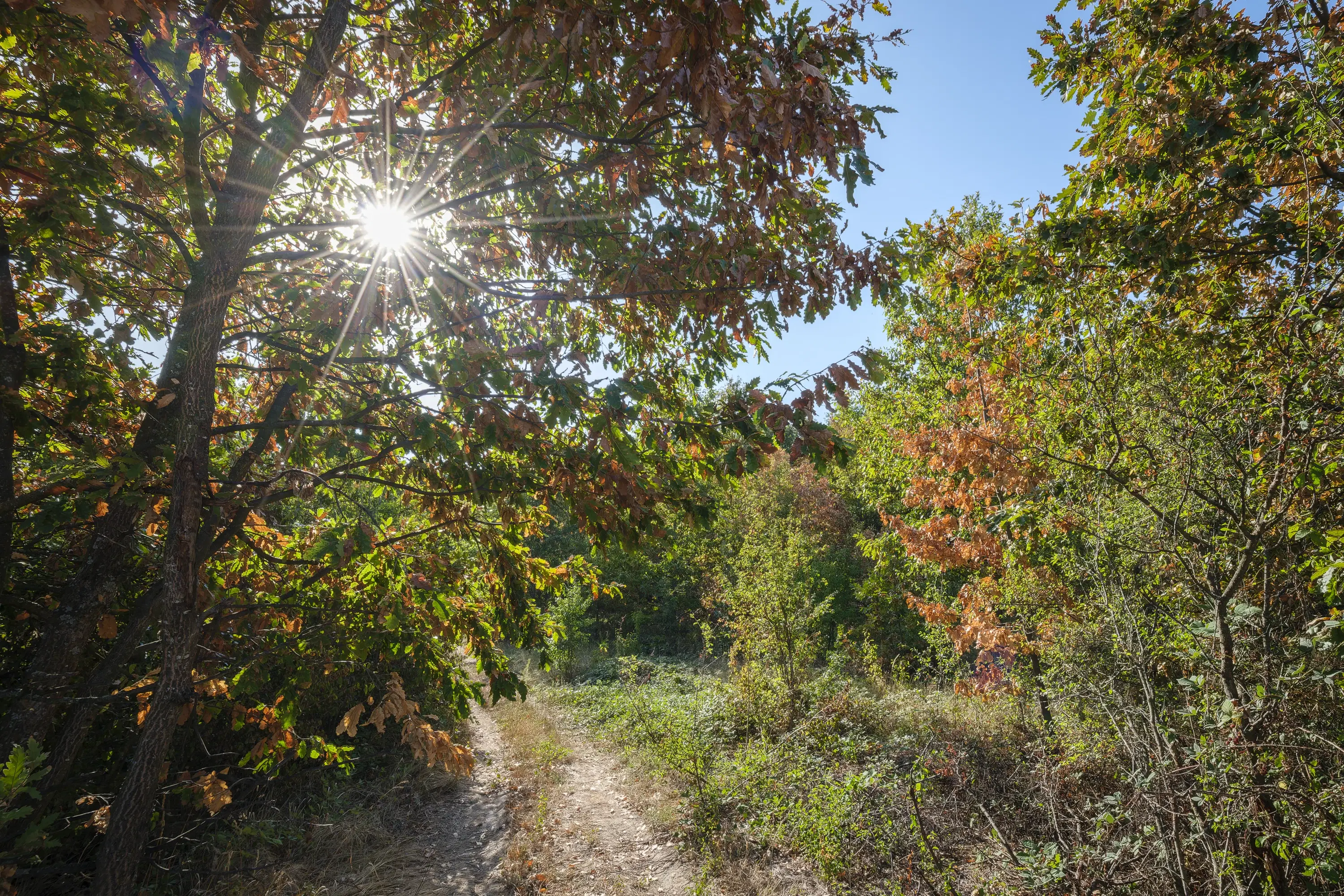 32.541 m² gemengd loofbos in regio Vidin - Bulgarije