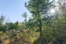 32.541 m² gemengd loofbos in regio Vidin - Bulgarije