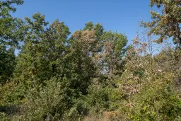 32.541 m² gemengd loofbos in regio Vidin - Bulgarije