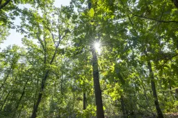 32.541 m² gemengd loofbos in regio Vidin - Bulgarije