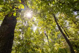 32.541 m² gemengd loofbos in regio Vidin - Bulgarije