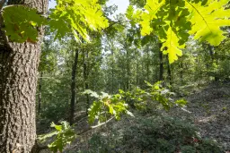 32.541 m² gemengd loofbos in regio Vidin - Bulgarije