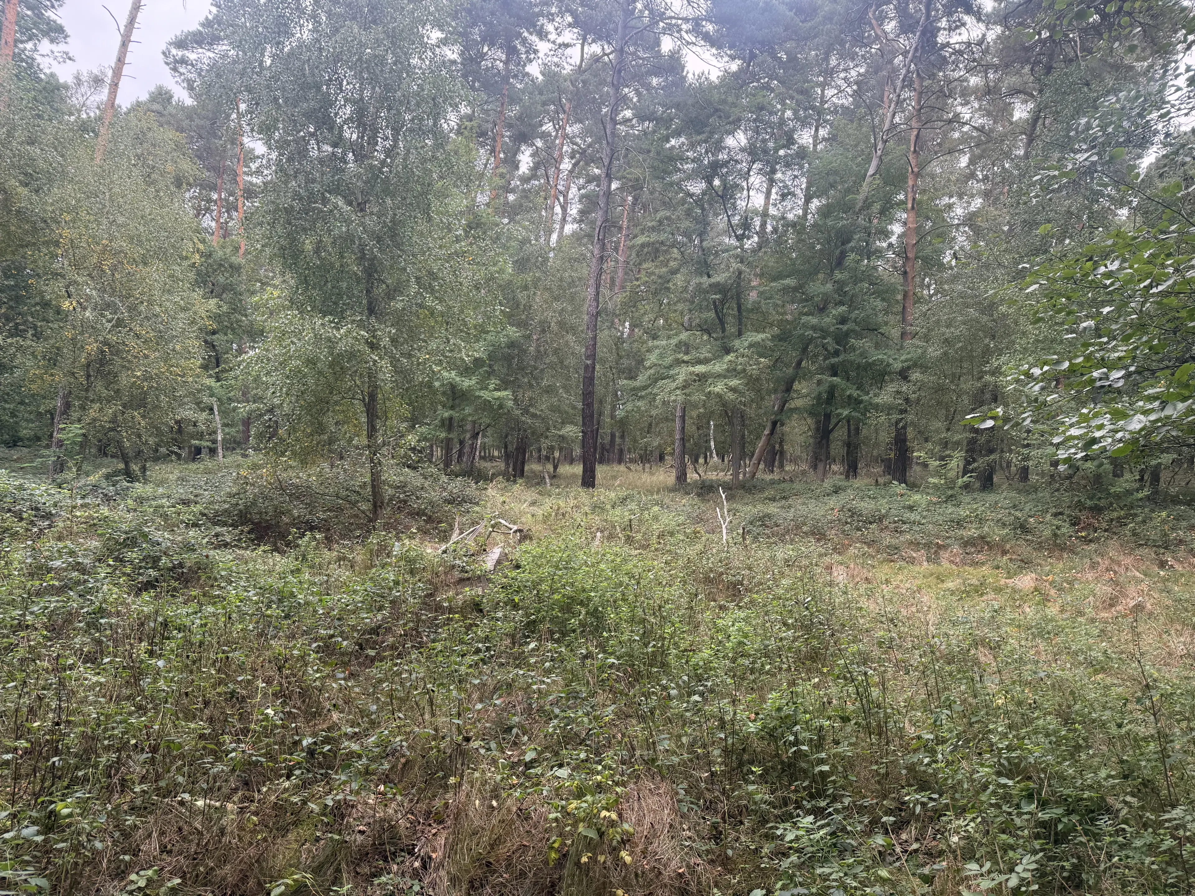 762 m² perceel bij het water nabij Bad Schmiedeberg - Duitsland