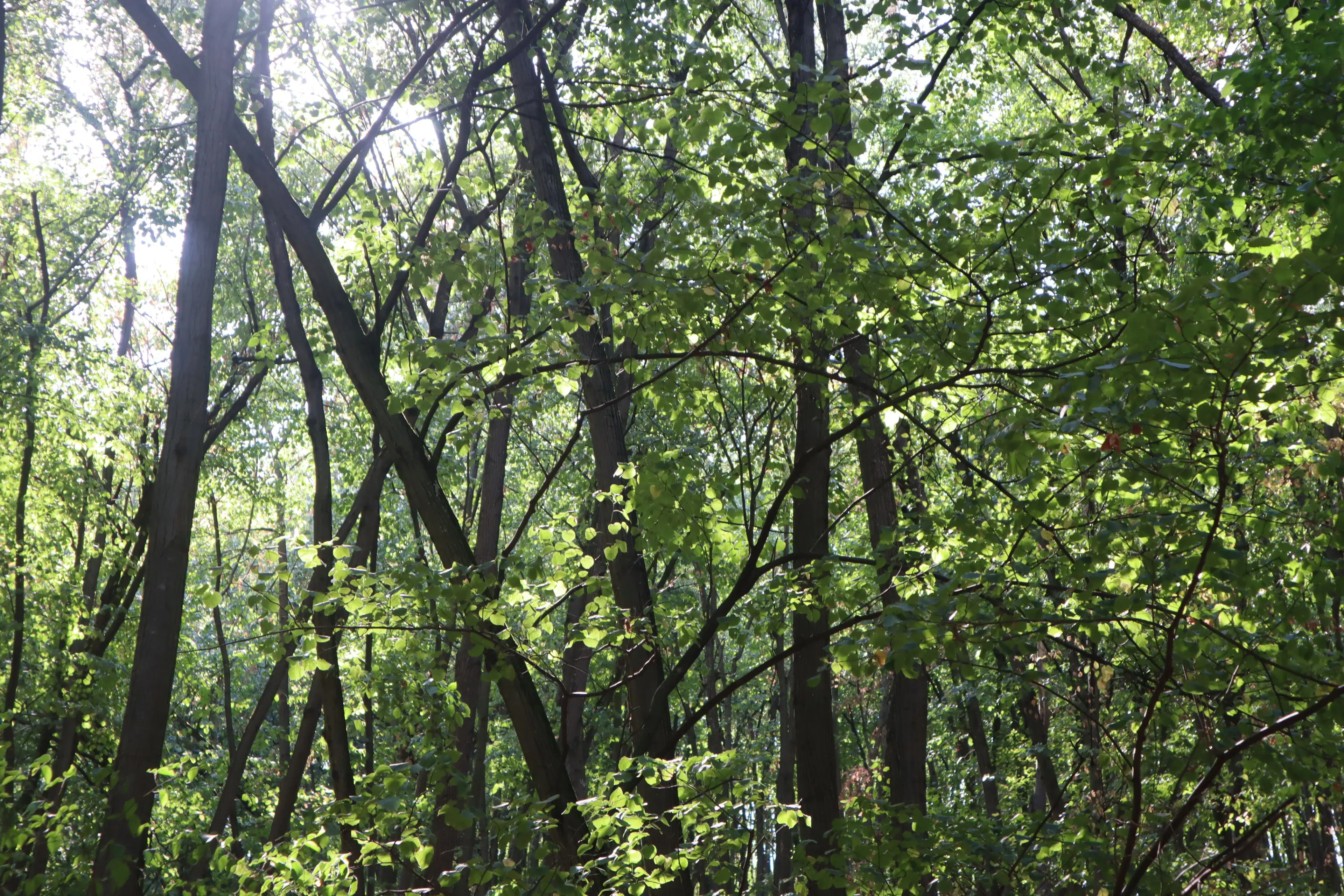 2.600 m² schilderachtig bosgebied nabij water in Poletkovsti, Vidin - Bulgarije
