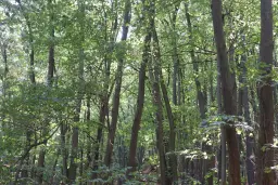 2.600 m² schilderachtig bosgebied nabij water in Poletkovsti, Vidin - Bulgarije