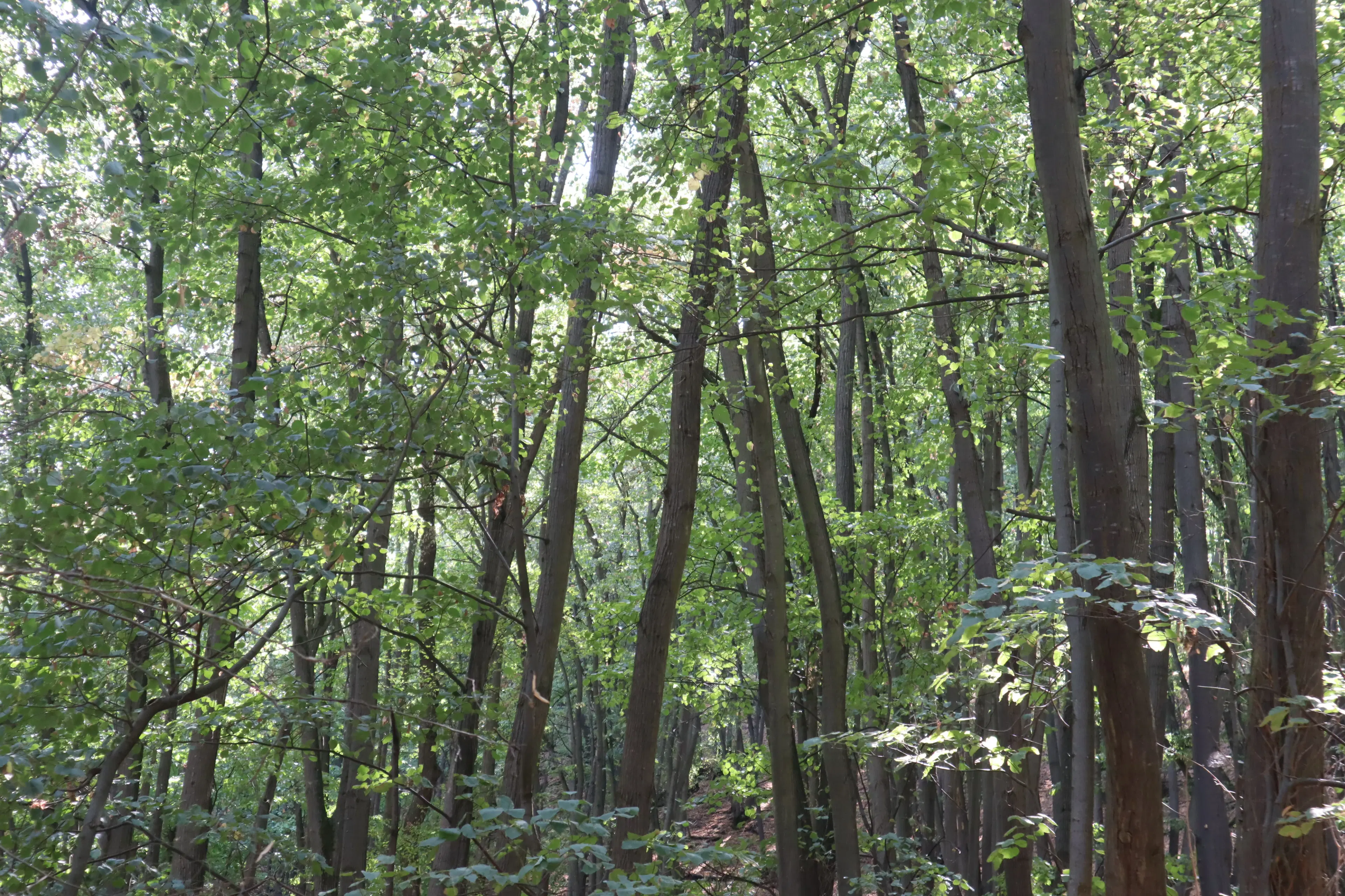 2.600 m² schilderachtig bosgebied nabij water in Poletkovsti, Vidin - Bulgarije