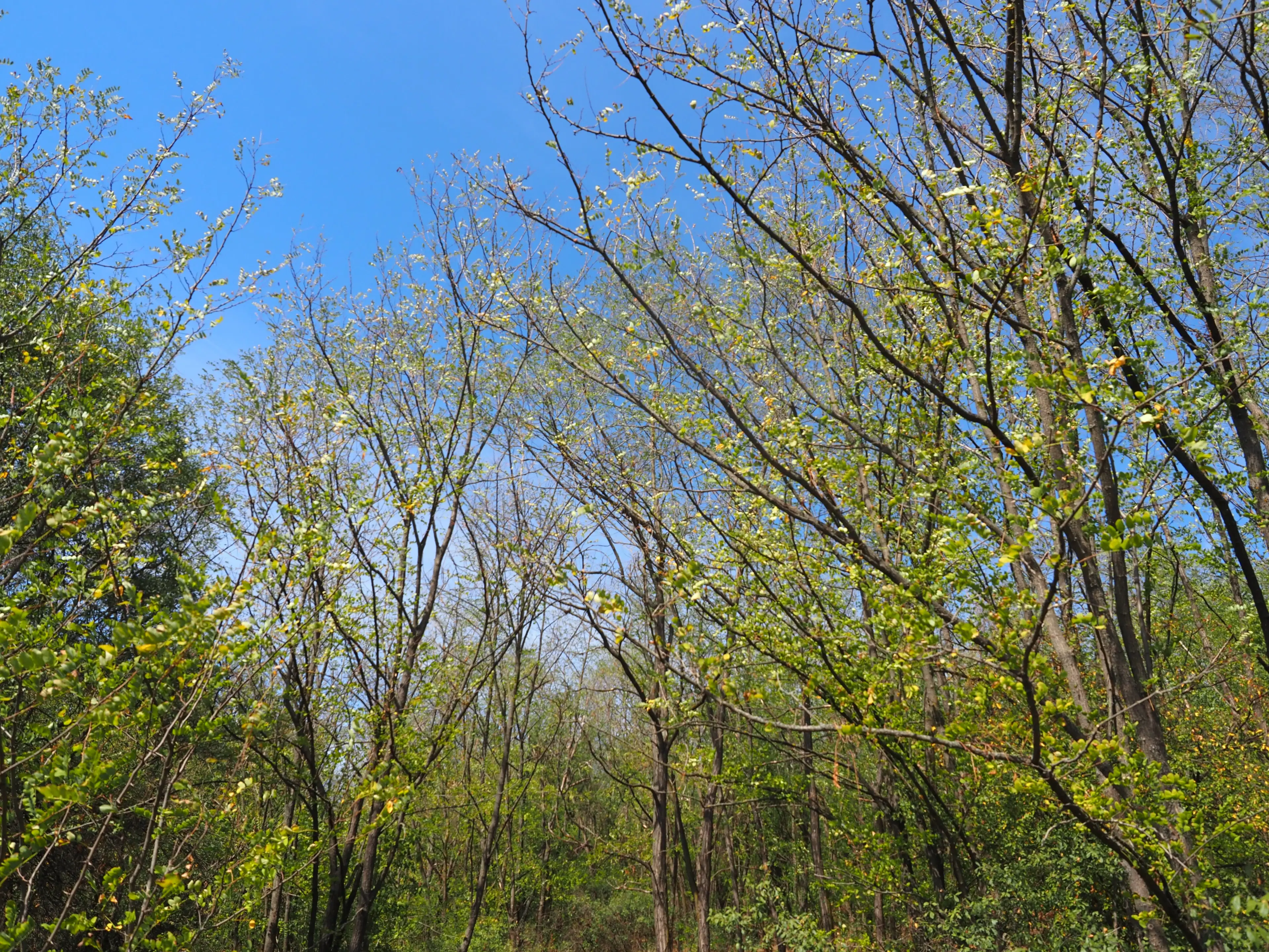 2.600 m² schilderachtig bosgebied nabij water in Poletkovsti, Vidin - Bulgarije