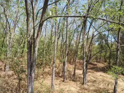 2.600 m² schilderachtig bosgebied nabij water in Poletkovsti, Vidin - Bulgarije