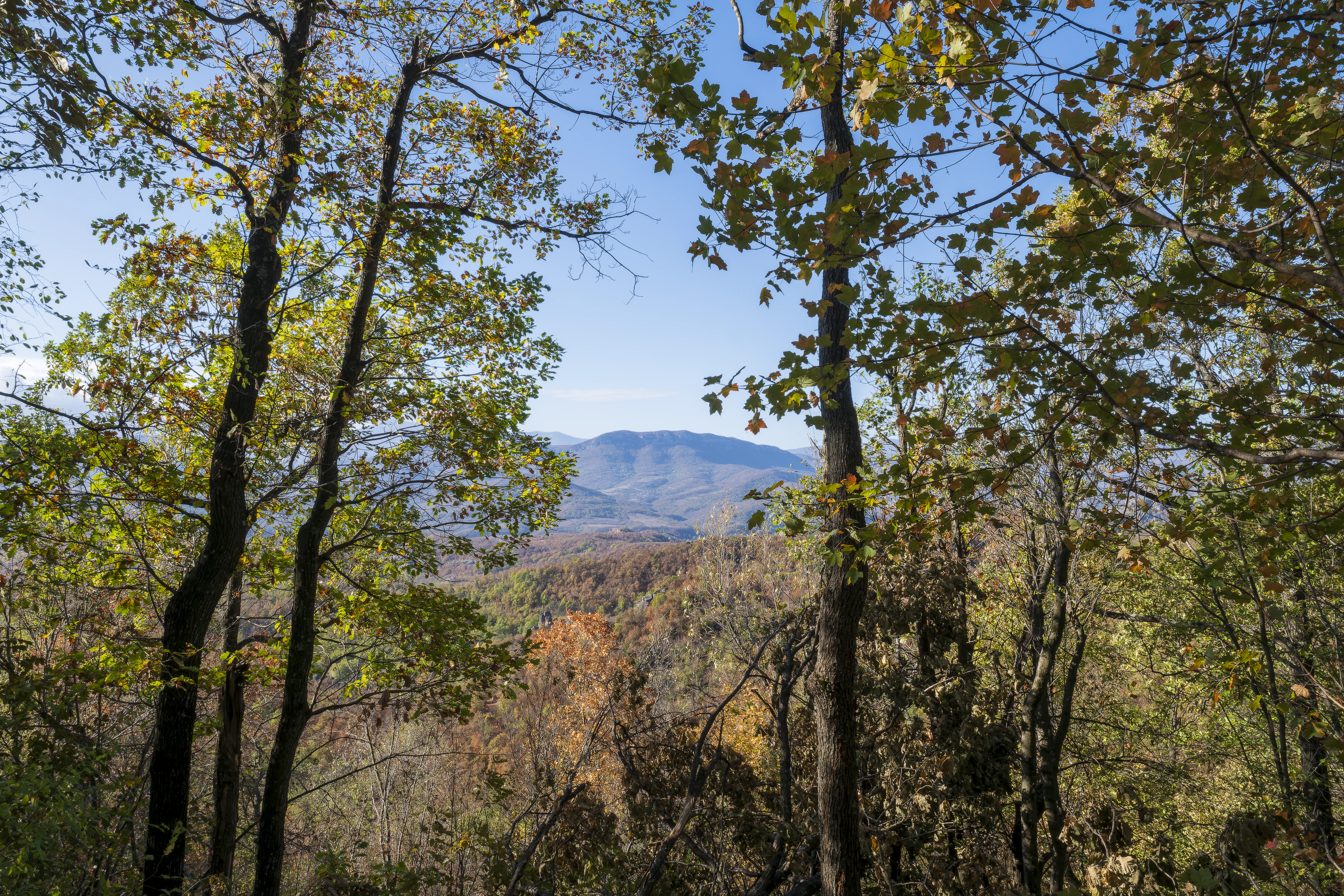10.000 m² bosgrond in de regio Belogradchik - Bulgarije