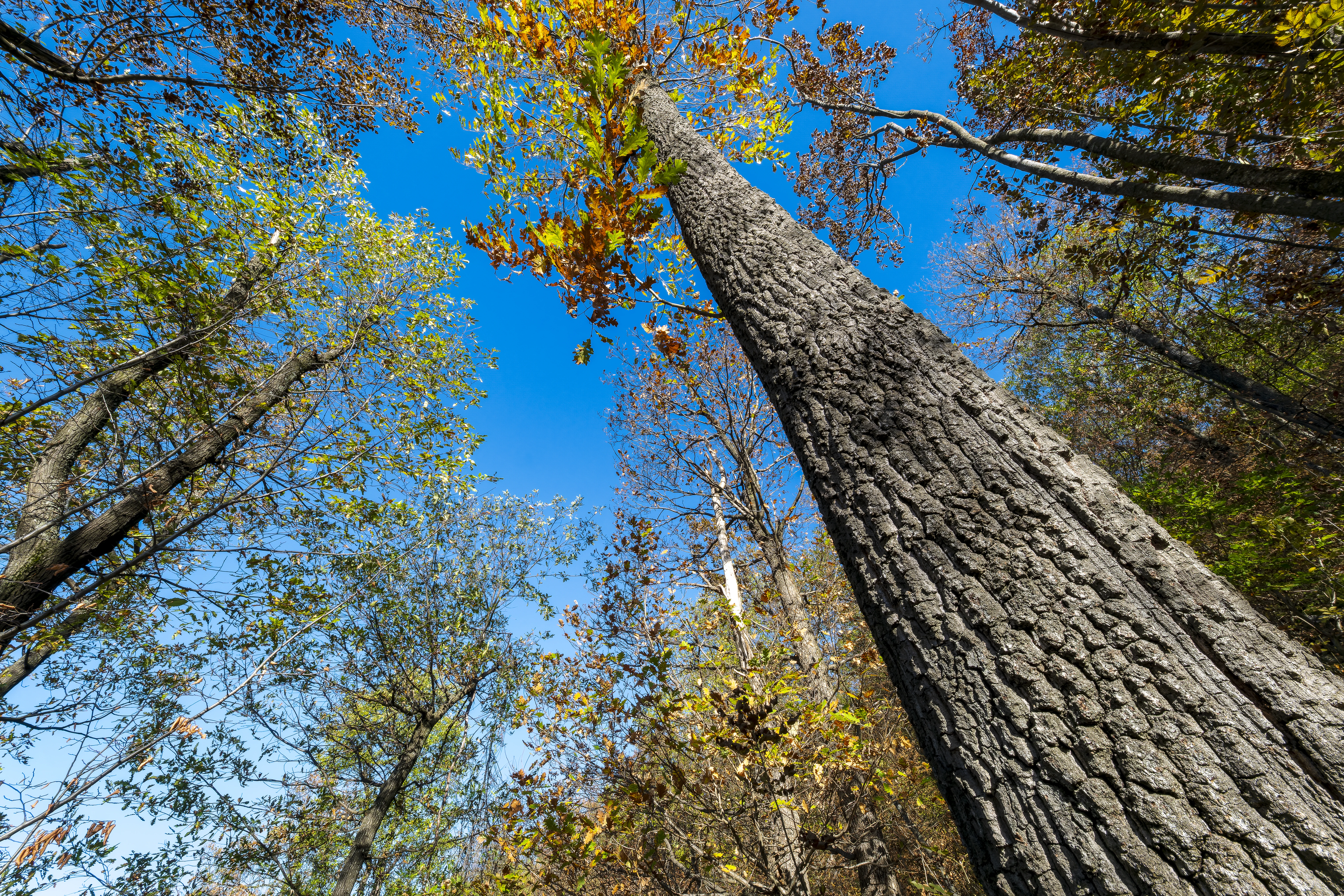 10.000 m² bosgrond in de regio Belogradchik - Bulgarije