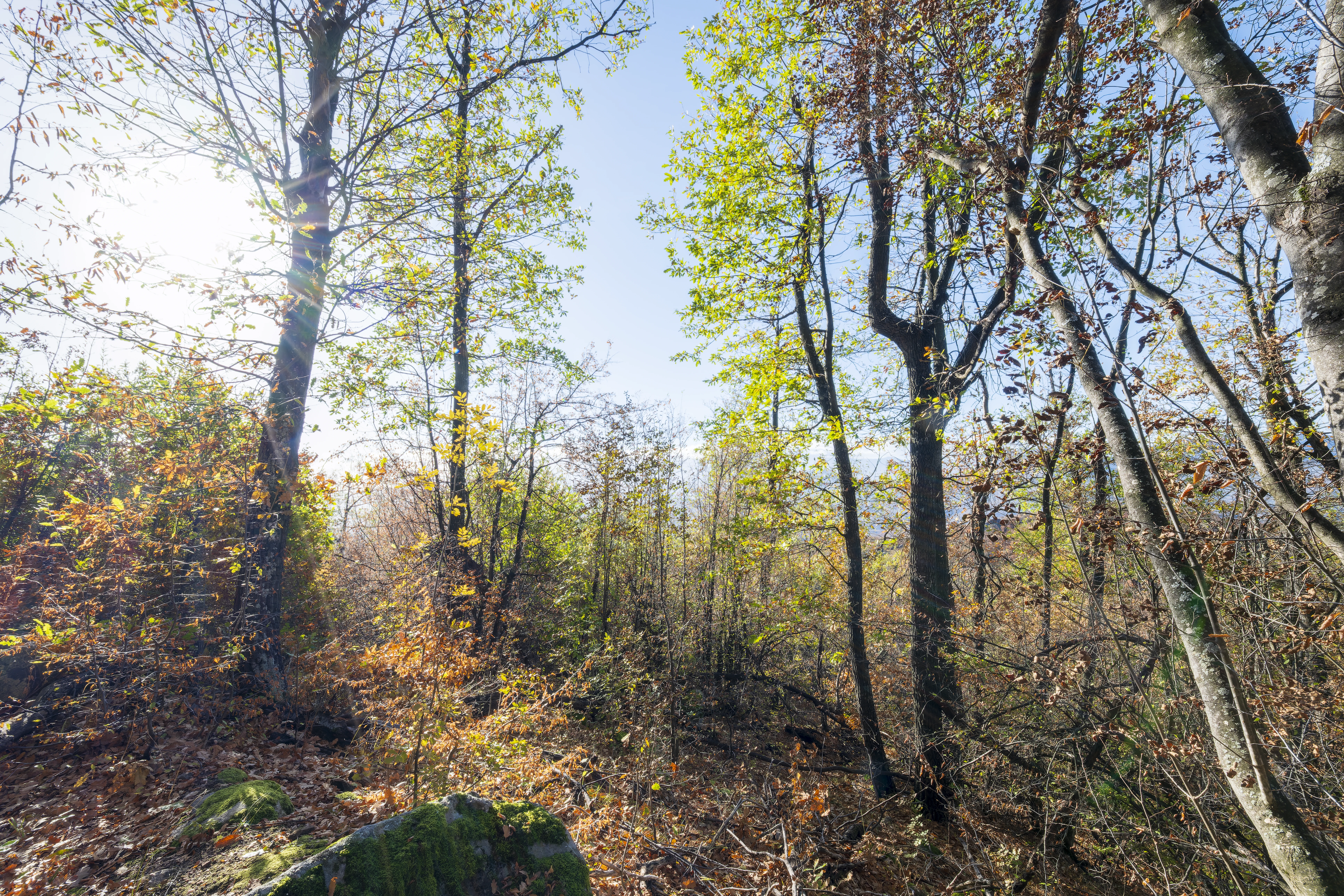 10.000 m² bosgrond in de regio Belogradchik - Bulgarije